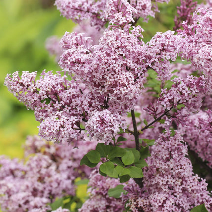 Syringa meyeri Palibin - Caducifolio - Resistente al invierno - Flor morada - Maceta 19 cm Altura 90 cm