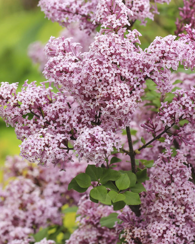 Syringa meyeri Palibin - Bladverliezend - Winterhard- Paarse Bloem - Pot 19cm Hoogte 90cm