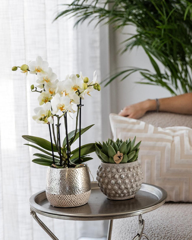 Kolibri Orchids | witte Phalaenopsis orchidee - Amabilis + Elite pot silver- potmaat Ø9cm - 35cm hoog | bloeiende kamerplant - vers van de kweker