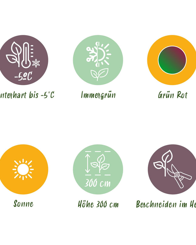 Bananen plant - 2 planten Musa sikkemensis Red Tiger - Winterhard - Pot 12cm Hoogte 30cm