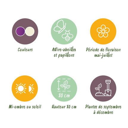 Bloembollen - Allium Purple White Mix - Kleur Paars en Wit - 15 stuks - Bolmaat 10/12 - XXL Pack