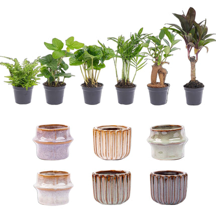 Mini planten set 6 - Inclusief pot set Barcelona