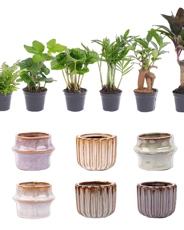 Mini planten set 6 - Inclusief pot set Barcelona