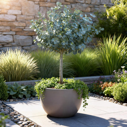 Eucalyptus gunni Azure - Terras Plant - Bladhoudend - Winterhard- Grijs Blad - Pot 19cm Hoogte 90cm
