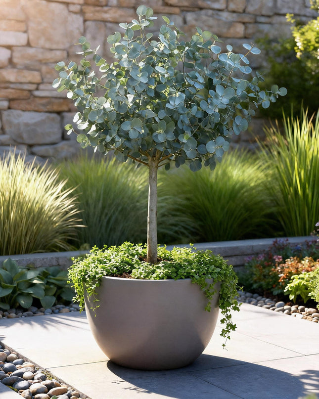 Eucalyptus gunni Azure - Pianta da terrazzo - Sempreverde - Resistente all'inverno - Foglia grigia - Vaso 19 cm Altezza 90 cm