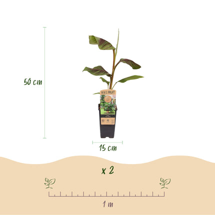 Plátano de fibra japonés - Musa Ever Red - Resistente al invierno - 2 plantas - Maceta 15cm Altura 50cm