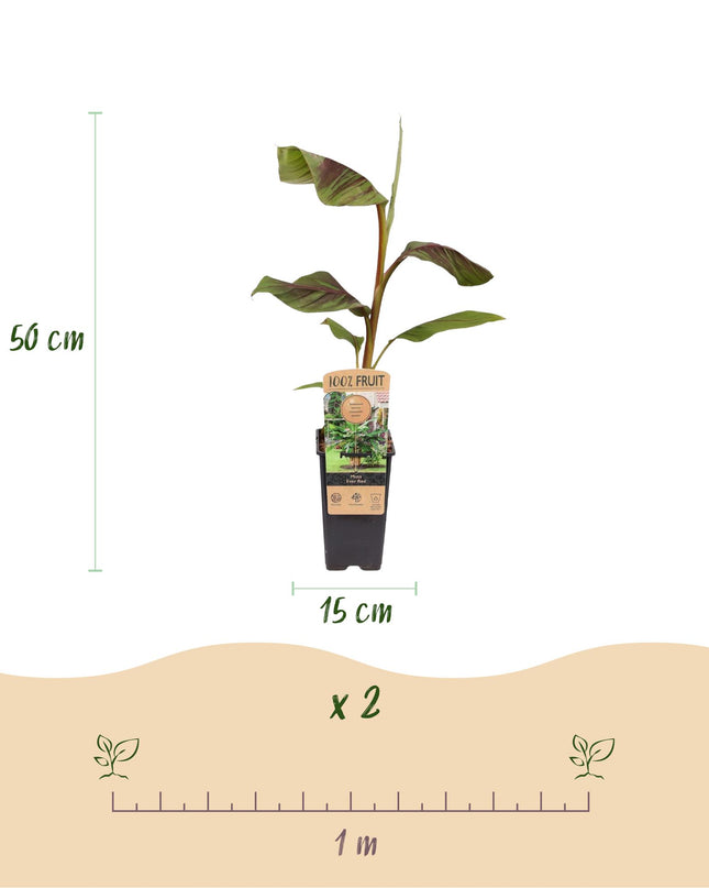 Plátano de fibra japonés - Musa Ever Red - Resistente al invierno - 2 plantas - Maceta 15cm Altura 50cm