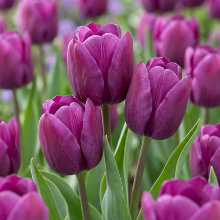 120x Tulipa Triumph Purple - Triumph-Tulpe - Violett - Frühjahrsblüher - Zwiebelgröße 11/12