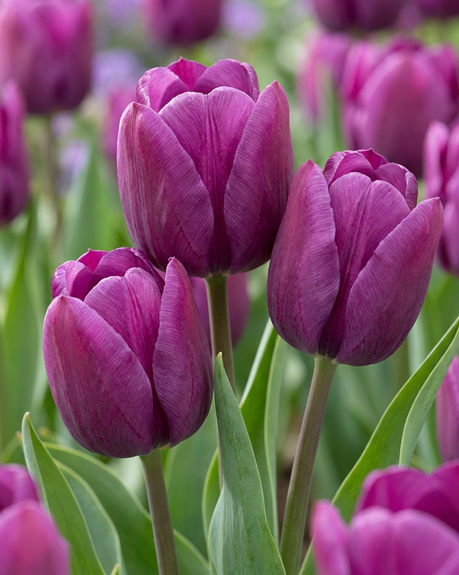 120x Tulipa Triumph Purple - Triumph-Tulpe - Violett - Frühjahrsblüher - Zwiebelgröße 11/12