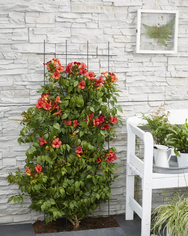 Campsis Summer Jazz Fire Trumpet - Ø19cm - ↕70cm - Ø15 - ↨65cm