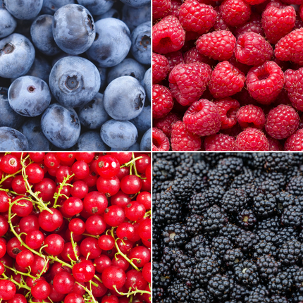 Mix di piante da frutto BIO 4 pezzi - Lampone/ Ribes/ Mirtillo/ Mora