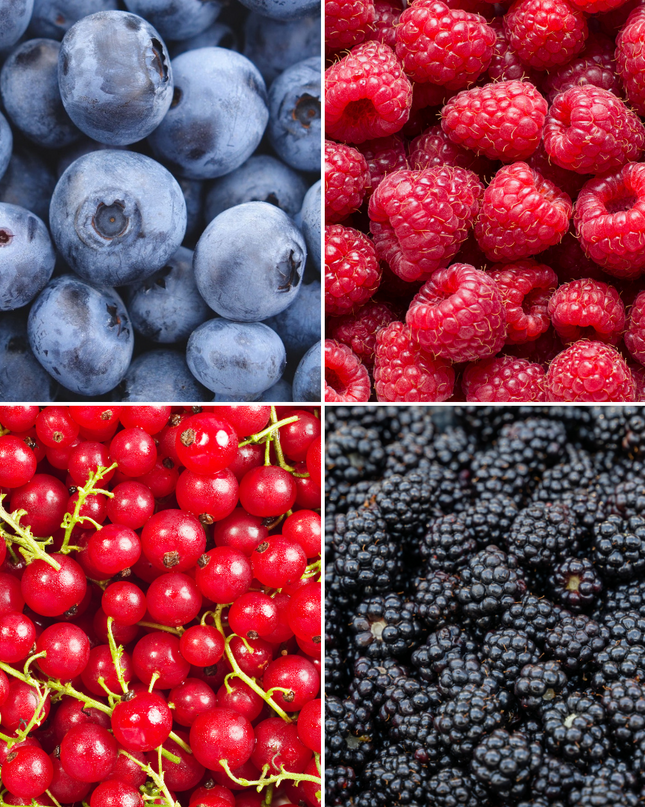 Mix di piante da frutto BIO 4 pezzi - Lampone/ Ribes/ Mirtillo/ Mora