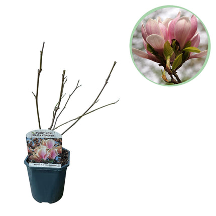 Magnolia Soulangiana  - Bloemen Licht Roze - 1 Plant - Bladverliezend - Weinig Onderhoud - Pot 17cm Hoogte 45cm