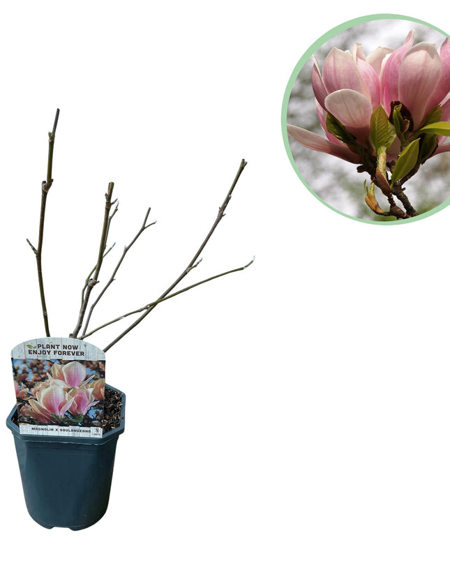 Magnolia Soulangiana  - Bloemen Licht Roze - 1 Plant - Bladverliezend - Weinig Onderhoud - Pot 17cm Hoogte 45cm