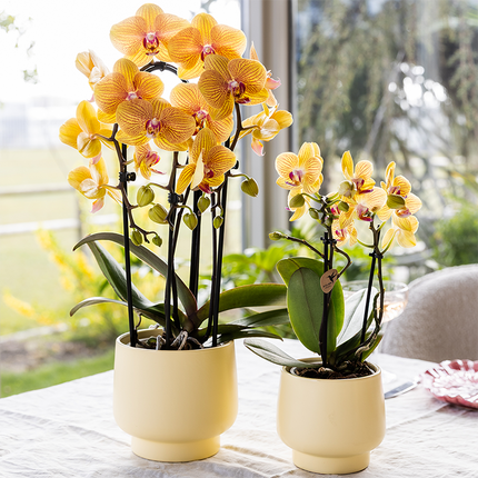 Kolibri Orchids | Oranje phalaenopsis orchidee potmaat Ø12cm | Sunny Bunny | bloeiende kamerplant - vers van de kweker