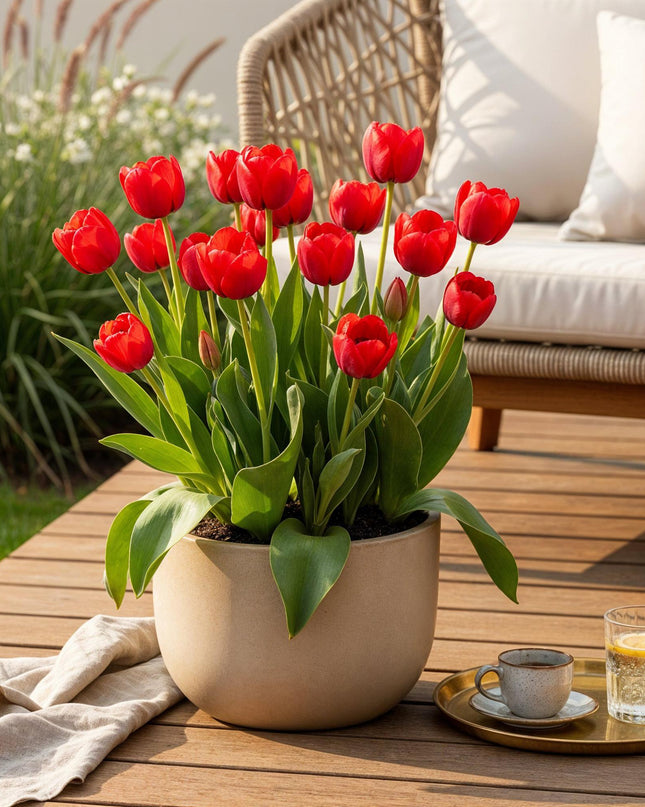 Bloembollen - Tulp Triumph Red - Kleur Rood - 15 stuks - Bolmaat 11/12 - XXL Pack