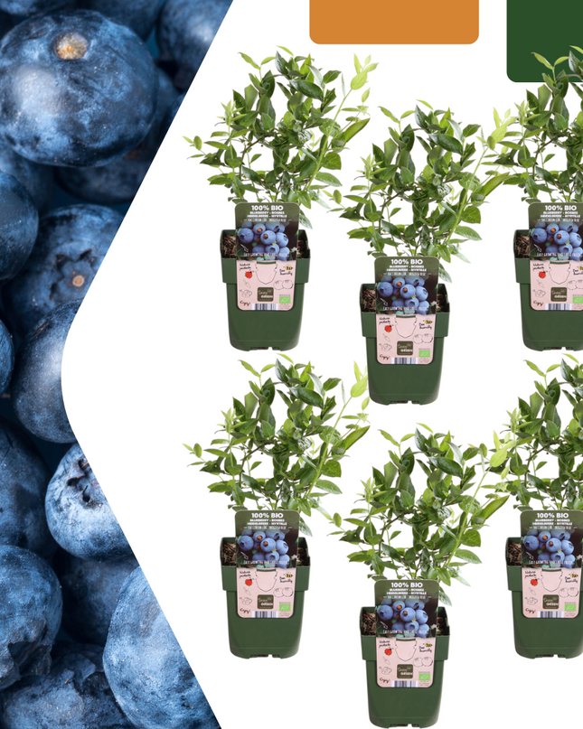 Piante di mirtilli BIO - 6 pezzi - Ø 13 cm - ↨ 20 cm