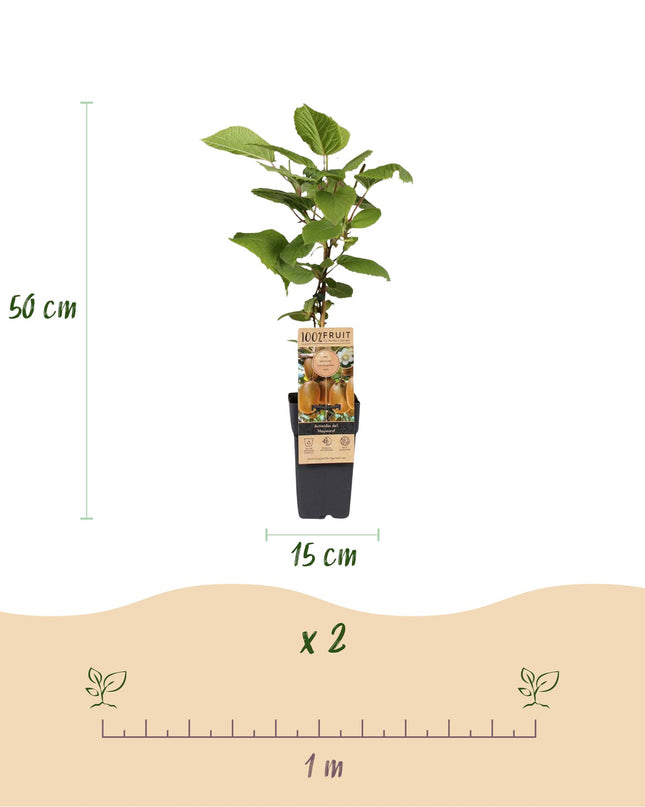 Kiwipflanze Actinidia Weiki & Hayward - 1 Männlich - 1 Weiblich - Pflanzen - Grün - Topf 15cm - Höhe 50cm