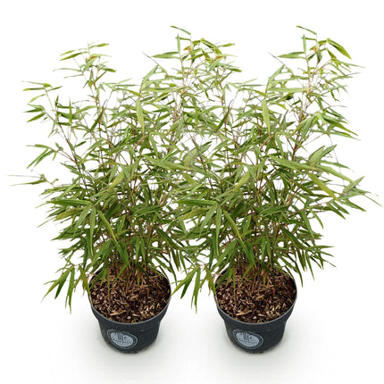 Fargesia scabrida Asian Wonder - Bambou non envahissant - Persistant - Vert - 2 Plantes - Pot 23 cm - Hauteur 80 cm