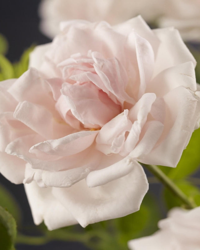 Klimroos Rosa New Dawn - 2 planten - Bloem Licht roze - Weinig onderhoud - Pot 11cm Hoogte 40cm