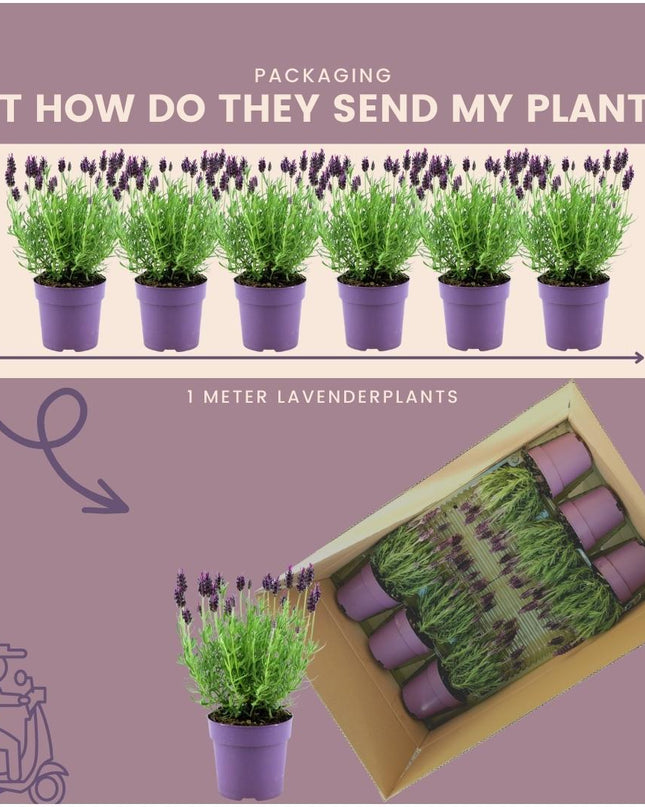 24 x Lavandula stoechas Anouk® - Ø12 cm - ↕25 cm