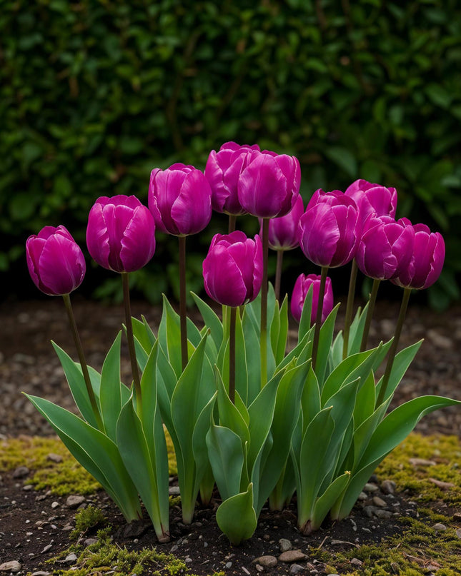 Bloembollen - Tulp Triumph Purple - Kleur Paars - 15 stuks - Bolmaat 11/12 - XXL Pack