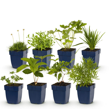 Borderpakket - Kleur Wit - 8 Vaste planten - 1 m2 - Diversen kleuren - Weinig Onderhoud - Pot 11cm