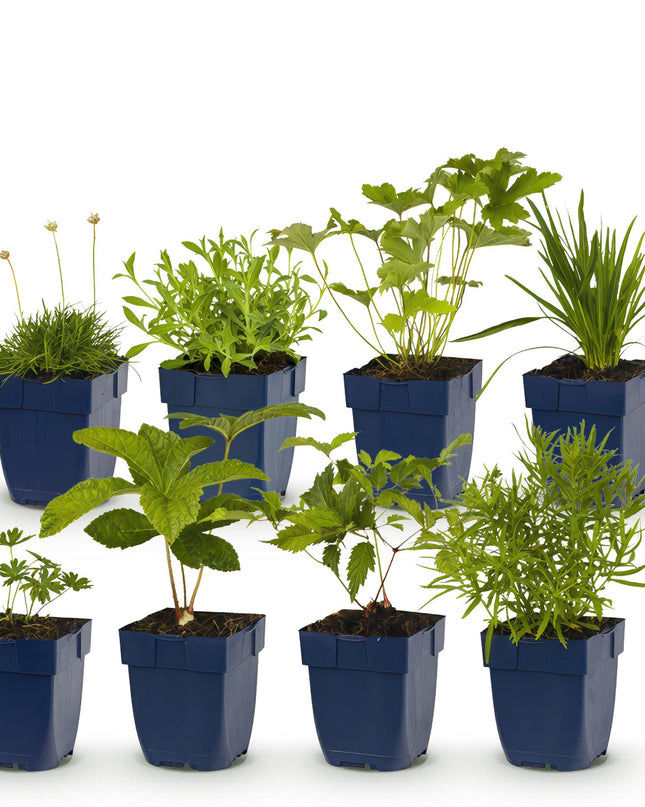 Borderpakket - Kleur Wit - 8 Vaste planten - 1 m2 - Diversen kleuren - Weinig Onderhoud - Pot 11cm