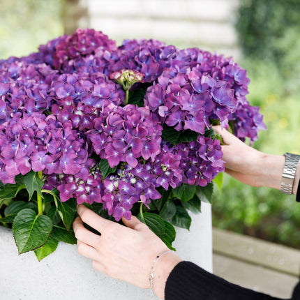 Hortensia Paars - Hydrangea Forever & Ever  - 2 Planten - Pot 23cm Hoogte 55cm