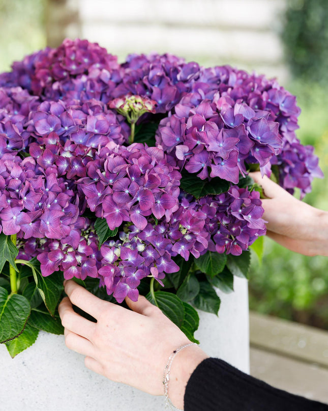 Hortensia morada - Hydrangea Forever & Ever - 2 plantas - Maceta de 23 cm - Altura 55 cm