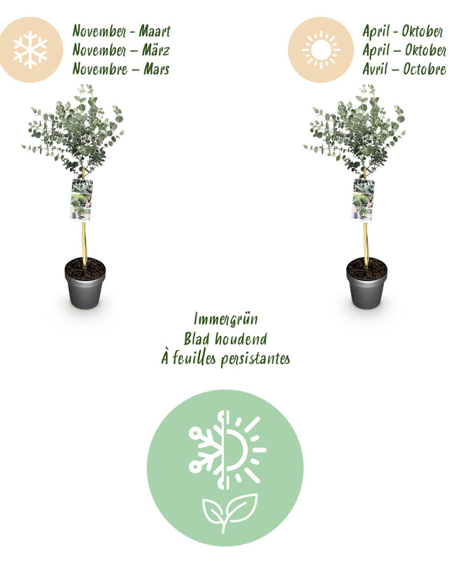 Eucalyptus gunni Azure - Pianta da terrazzo - Sempreverde - Resistente all'inverno - Foglia grigia - Vaso 19 cm Altezza 90 cm