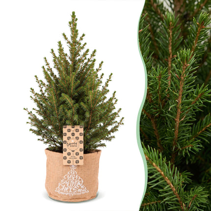 4x Kerstboom Picea glauca Conica - Kegelspar - incl. jute zak - Ø17cm - ↕65cm
