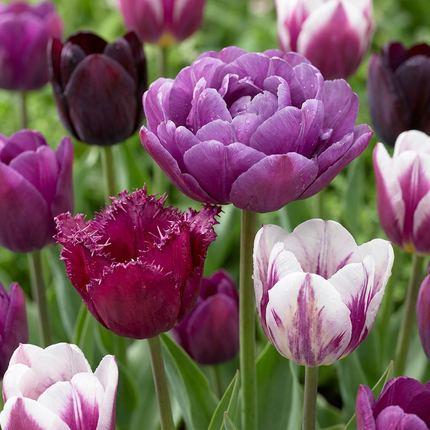 280x Tulipa Blueberry Mix - Tulipa Blueberry Mix - Various - Spring-flowering - Bulb size 11/12