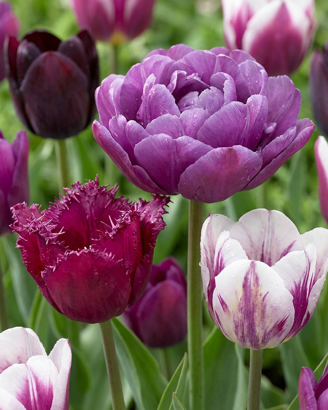 280x Tulipa Blueberry mix - Tulipa Blueberry mix - Diversen - Voorjaarsbloeier - Bolmaat 11/12