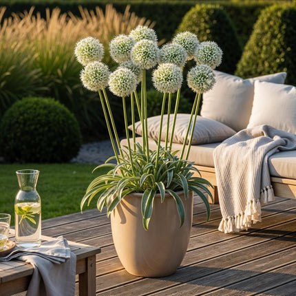 Bloembollen - Allium Mount Everest - Kleur Wit - 3 stuks - Bolmaat 16/18 - XXL Pack