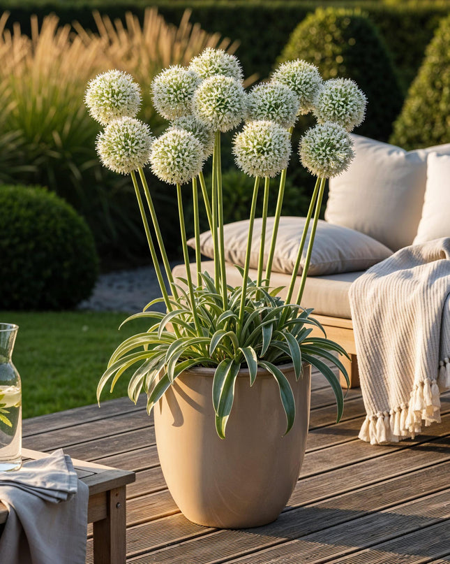 Bloembollen - Allium Mount Everest - Kleur Wit - 3 stuks - Bolmaat 16/18 - XXL Pack