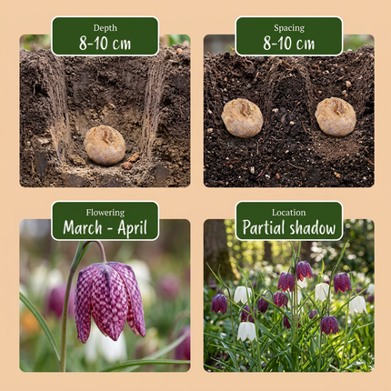 120x Fritillaria Meleagris Mix – Schachbreumen-Mix – Lila und Weiß – Verwilderungszwiebel – Zwiebelgröße 6/7