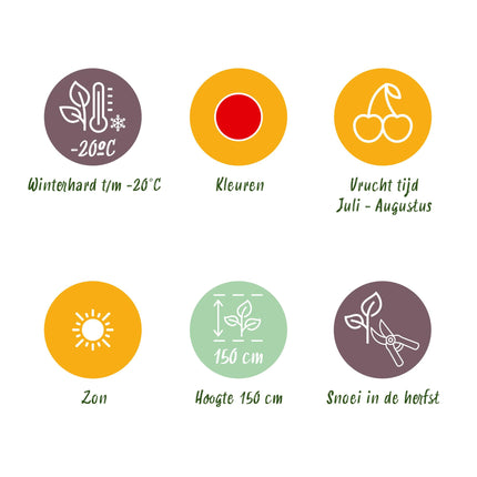 Rote Johannisbeersträucher - 6 Pflanzen - Ribes rubrum Jonkheer van Tets - Winterfest - Topf 9 cm