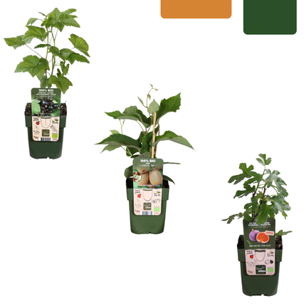 Mix di piante da frutto BIO 3 pezzi - Fico/ Kiwi/ Mora