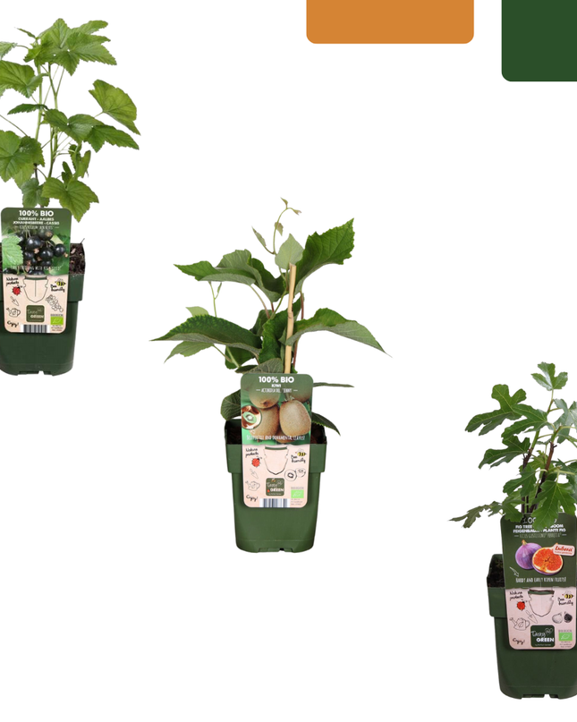 Mix di piante da frutto BIO 3 pezzi - Fico/ Kiwi/ Mora