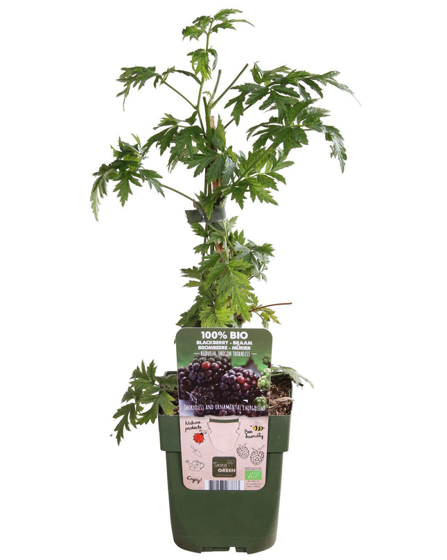 Rubus fruticosus 'Thornless Evergreen' - Doornloze Braam - Ø13cm - ↕45cm