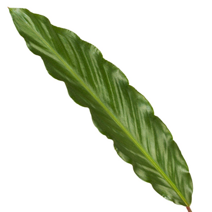 Calathea Wavestar - 80 cm - Ø19 cm