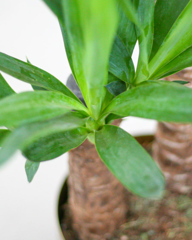 Yucca Elephantipes incl. pot Viber wit - 90cm - Ø21