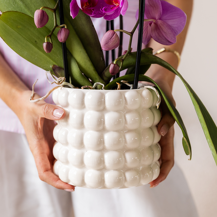 Set de regalo de orquídea Amabilis blanca - incluye caja de regalo, orquídea y maceta decorativa - Ø9cm