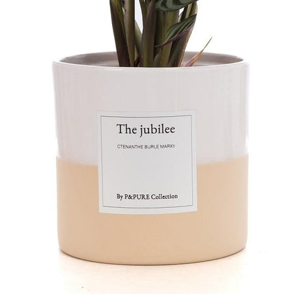 Ctenanthe Burle Marxii Gift "The Jubilee" met wenskaart - Ø12cm - ↕25cm