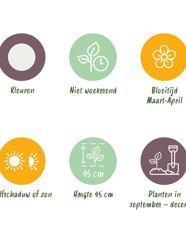 Bloembollen - Narcis Recurvus - Kleur Wit - 10 stuks - Bolmaat 12/14 - XXL Pack