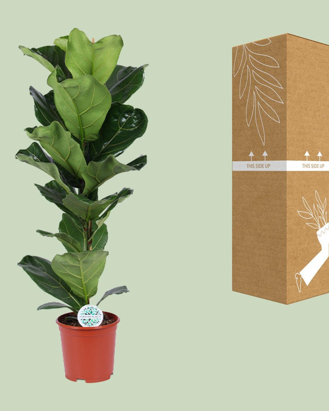 Ficus Lyrata - Ø21cm - ↕90cm