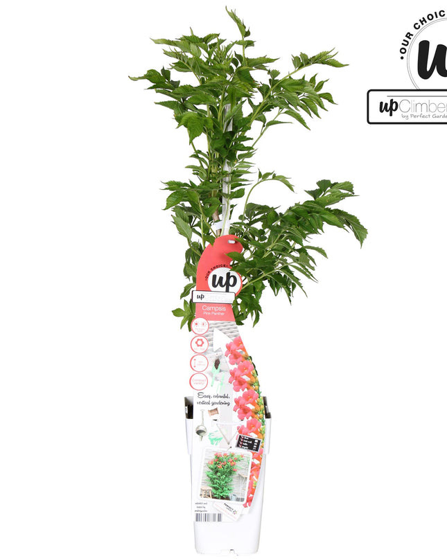 Campsis Pink Panther - Trompetbloem Donker roze