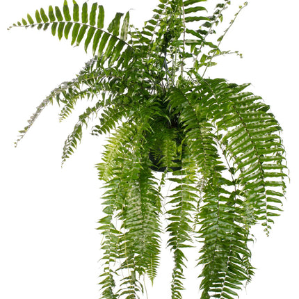Nephrolepis Macho - Ø20cm - ↕100cm