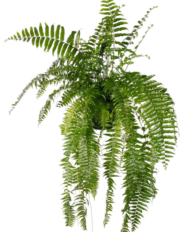 Nephrolepis Macho - Ø20cm - ↕100cm